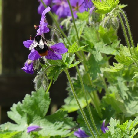 Besucher im Garten, &copy; im-web.de/ Tourist-Information Rottach-Egern