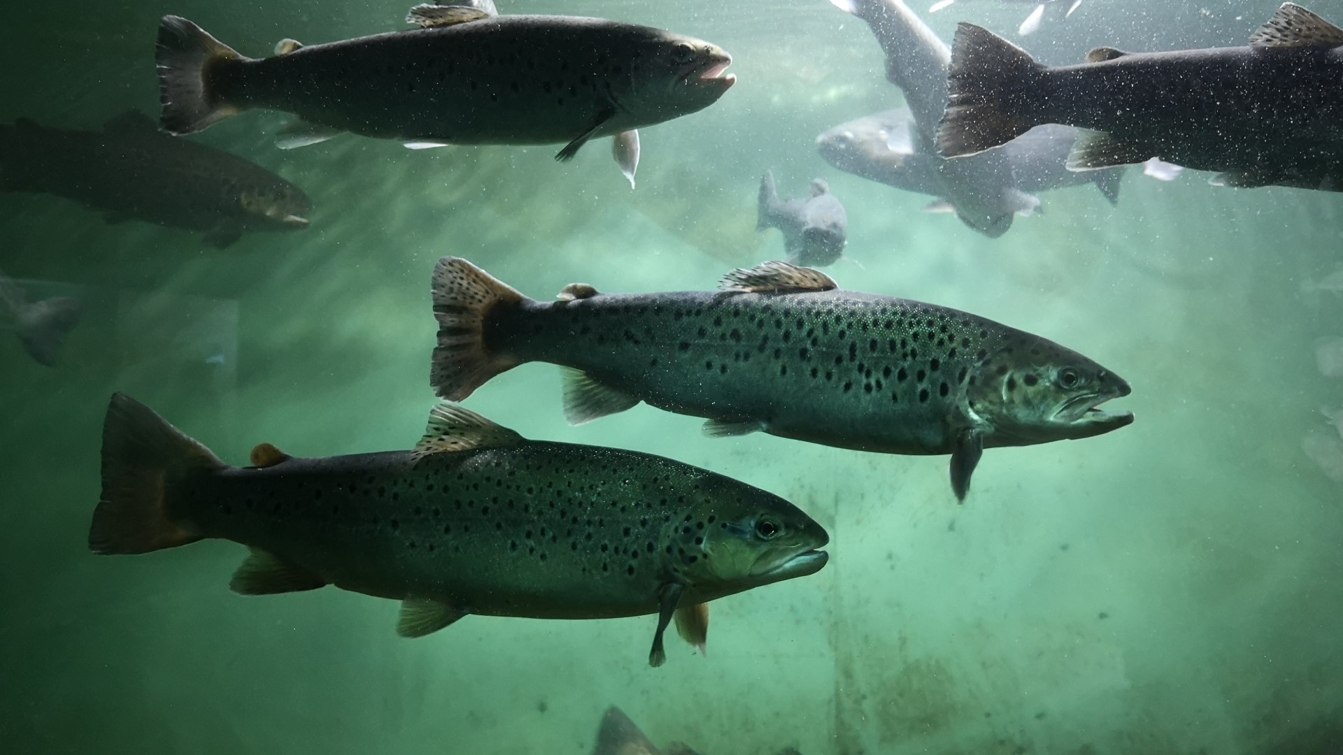 Fischerei Tegernsee, © Der Tegernsee, Ines Wagner