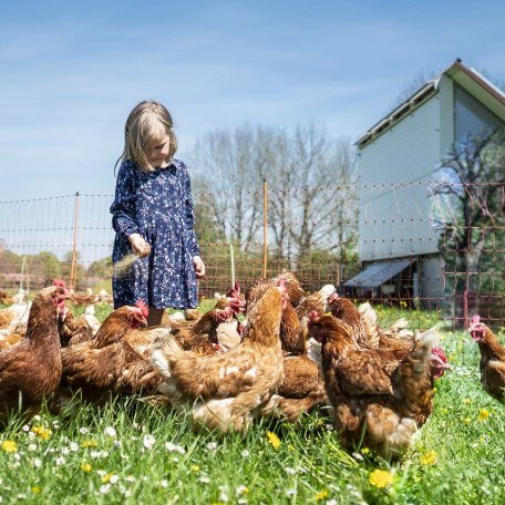 H&uuml;hnerf&uuml;tterung, &copy; Biohof Kordes