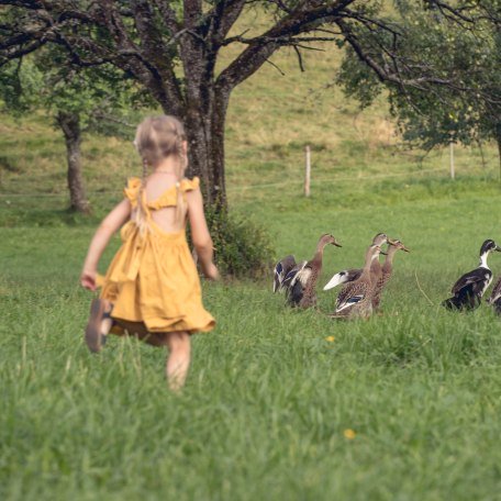 A child runs after the ducks, © Hansi Heckmair
