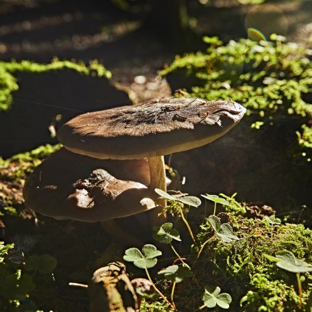 Ein Schwammerl steht im Walde, © www.bayern.by - Gert Krautbauer