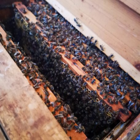 Lehrbienenstand Gmund Bild 4, © Bezirksimkerverein Gmund - Tegernseer Tal und Umgebung e. V. Lehrbienenstand Gmund Bild 4, © Bezirksimkerverein Gmund - Tegernseer Tal und Umgebung e. V.