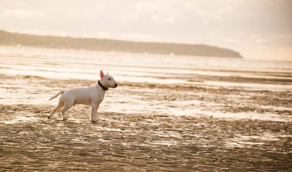 Hund am Strand, &copy; Photo by Daniil Lebedev on Unsplash