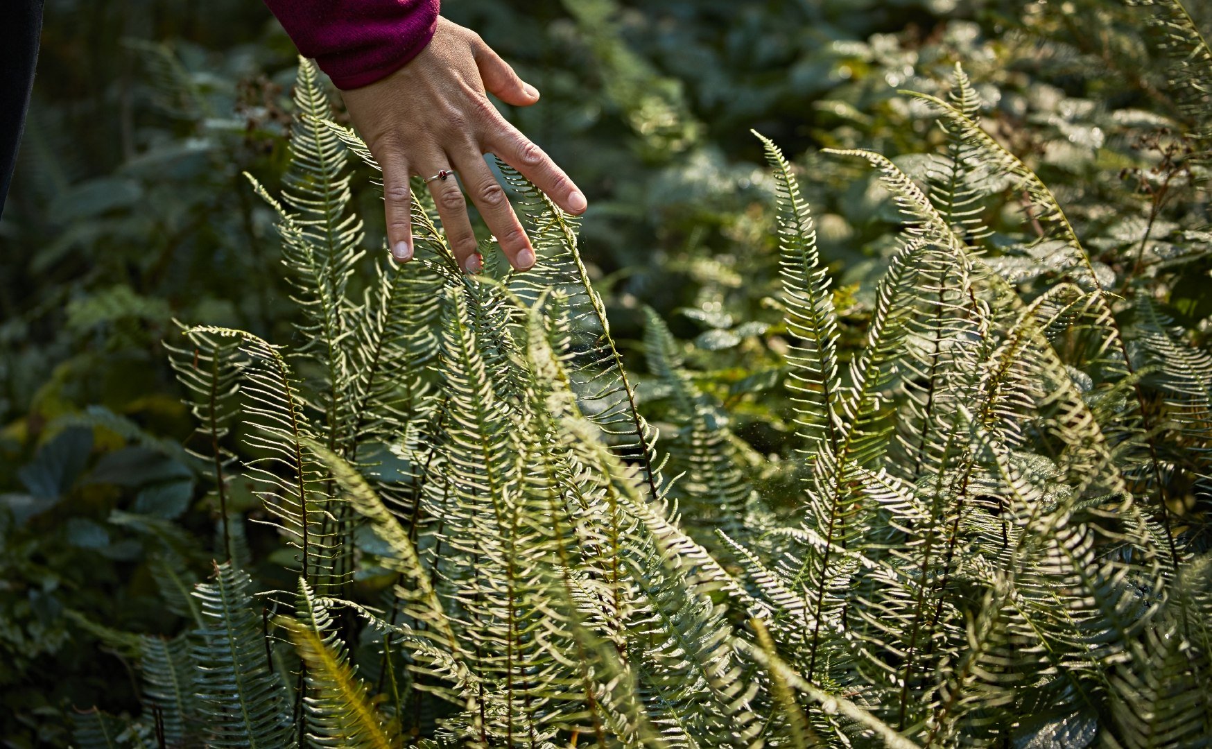 Der grüne Farn im Wald gleitet sanft durch die Finger, © www.bayern.by - Gert Krautbauer Der grüne Farn im Wald gleitet sanft durch die Finger, © www.bayern.by - Gert Krautbauer