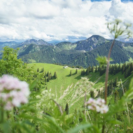 Sommer am Wallberg, © Der Tegernsee, Dietmar Denger