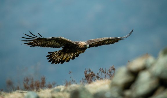 NK_KeyVisual_Steinadlerwanderung © Adobe Stock_Tomas Hulik, © Adobe Stock
