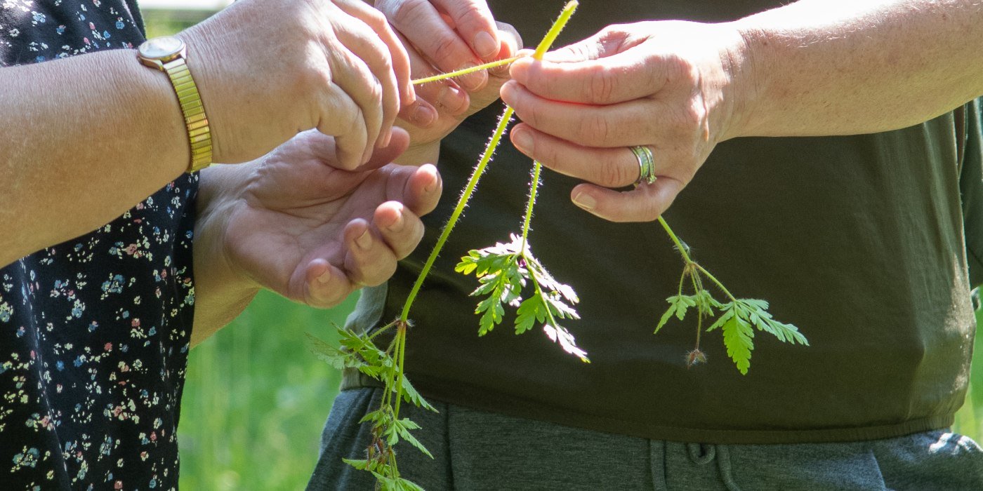 Kraeuter &copy; Der Tegernsee, Thomas Plettenberg (2), &copy; &copy; Der Tegernsee, Thomas Plettenberg