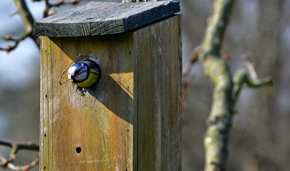 Blaumeise, &copy; pronatour