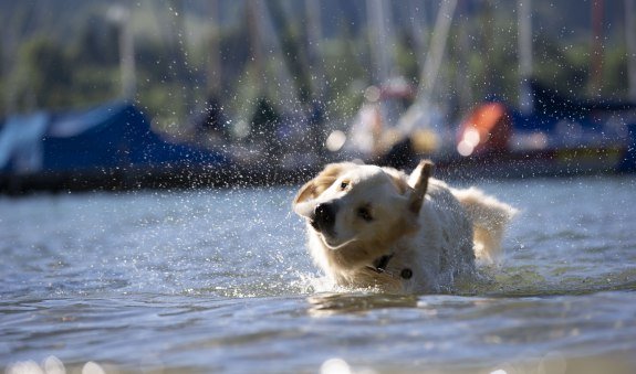 Auch die Vierbeiner genie&szlig;en das Wasser des Tegernsee, &copy; Hansi Heckmair