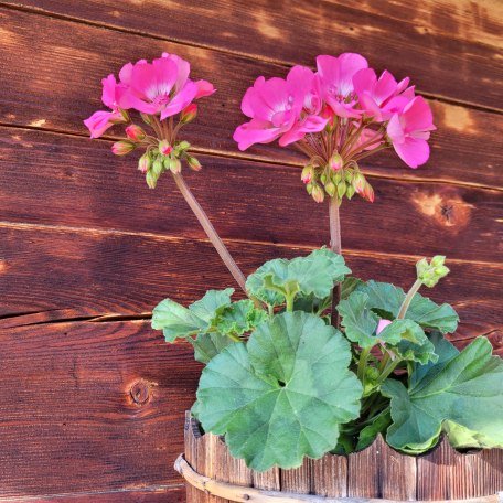 Blumen gehören zum Haus dazu, © im-web.de/ Tourist-Information Rottach-Egern