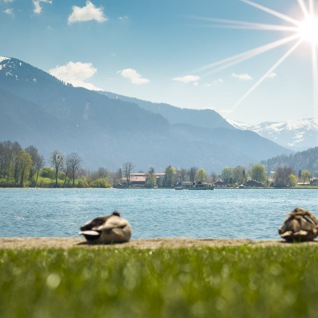 Tegernsee im Frühling, © Der Tegernsee, Dietmar Denger Tegernsee im Frühling, © Der Tegernsee, Dietmar Denger