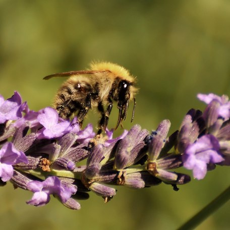 Lehr- und Erlebnisgarten, &copy; pronatur