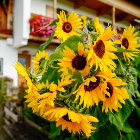 Sonnenblumen am Glaslhof, © ©Glasl