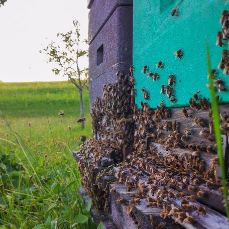 Lehrbienenstand_Gmund_2, © DER TEGERNSEE I. Munstermann Lehrbienenstand_Gmund_2, © DER TEGERNSEE I. Munstermann