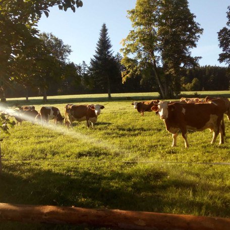 Kühe in der Morgensonne, © Jägerhof Biobauernhof am Tegernsee