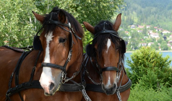 150612_fischerweber_kutsche_033