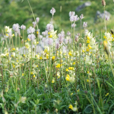 saftig, blühende Wiese am Tegernsee, © Jana Lämmerer