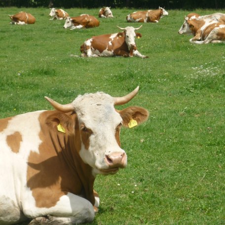 Kühe der Familie Kordes auf der Weide im Sommer, © Familie Kordes