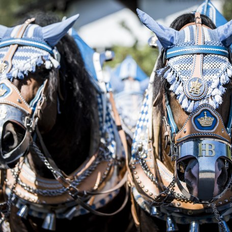 Rosstag Pferde, © Der Tegernsee, Hansi Heckmair