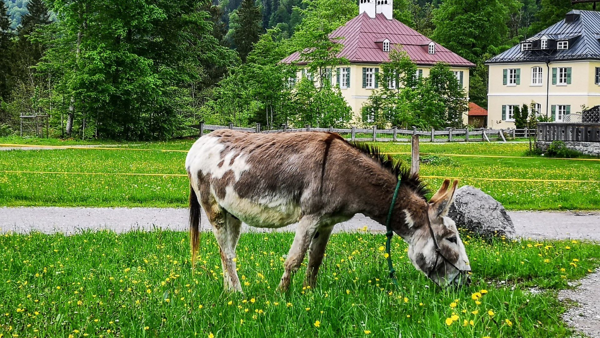 Eselwanderung, © Der Tegernsee (Ines Wagner)